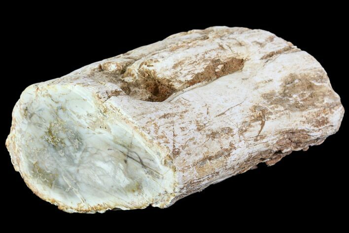 Polished Petrified Wood Limb - Madagascar #105088